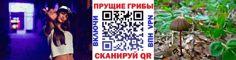 купить   Усинск  Галлюциногенные грибы Psilocybe 